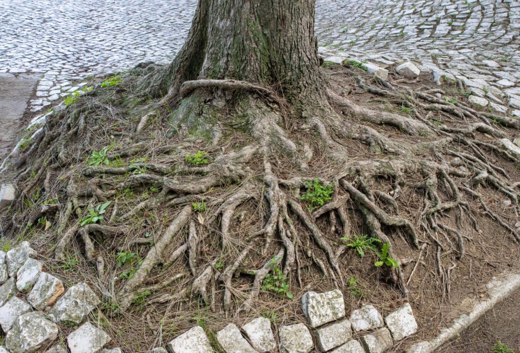 tree root